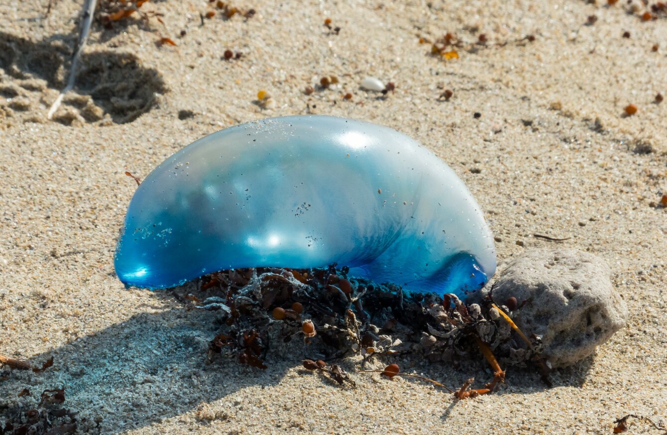 'One of the worst infestations of Portuguese Man-of-War in over 100 years'