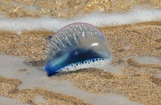 This weekend, expect to see a lot more of these dangerous sea creatures along Irish coasts