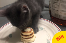 This guy is going viral for making tiny pancakes for his girlfriend's kitten