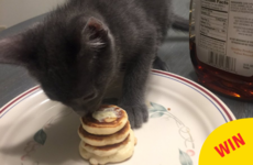 This guy is going viral for making tiny pancakes for his girlfriend's kitten