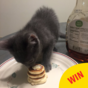 This guy is going viral for making tiny pancakes for his girlfriend's kitten