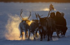 Fears for Rudolph as 250,000 reindeer to be culled before Christmas over anthrax fears