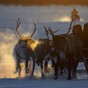 Fears for Rudolph as 250,000 reindeer to be culled before Christmas over anthrax fears