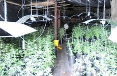 Nine arrested as drug dogs help sniff out €1.2 million worth of cannabis in planned raids
