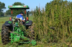 An Irishman is about to launch a stock exchange-style market for cannabis in Chicago