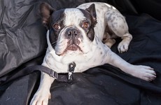 Accessory of the week: Pet car seat covers