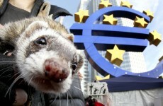 It's Friday so here's a slideshow of ferrets from around the world