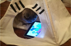 17 things that only make sense to cat people