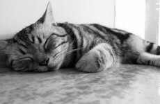 US army offers $7,300 in compensation after 'shelling' family pet