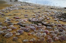 Lord help us - there's been another mass jellyfish stranding off the west coast...