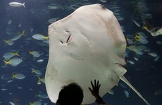 Veteran aquarium diver (62) killed in stingray attack
