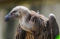 'Accounting firms are telling vulture funds how to get around tax loophole closure'