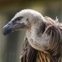 'Accounting firms are telling vulture funds how to get around tax loophole closure'