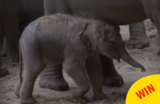 People are loving this video of Dublin Zoo's newest baby elephant taking her first steps