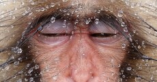 Can you pick a winner? These incredible animal portraits are competing for National Geographic fame