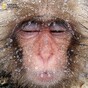 Can you pick a winner? These incredible animal portraits are competing for National Geographic fame