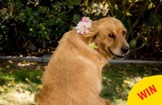 This dog's maternity photo shoot couldn't have worked out better