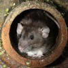 'Significant' HSE staffing problems caused delays dealing with Dublin rat infestations