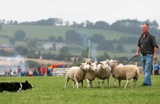 Budget 2017: Low-cost loans and investment for sheep - what's in it for farmers