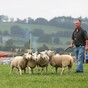 Budget 2017: Low-cost loans and investment for sheep - what's in it for farmers
