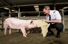 Dublin manager Jim Gavin plays "groomsman" to 5,300 animals being airlifted to Africa