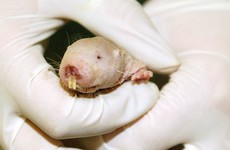 Why does the naked mole rat feel no pain and not get cancer?
