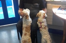 Stolen dog reunited with owner after being found on sale at a fair