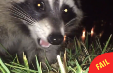 A raccoon made off with this guy's phone and filmed the whole escapade