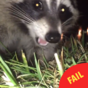 A raccoon made off with this guy's phone and filmed the whole escapade