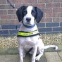 Detector dog Casey helps seize 900,000 cigarettes at Dublin Port