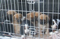 8-week-old puppies seized being exported to Scotland