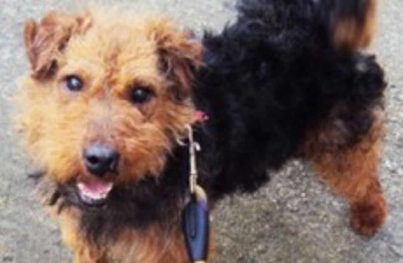 Thieves break into Galway animal shelter to steal dogs · TheJournal.ie