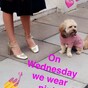 Calling all dog lovers - River Island is now selling clothes for your pooches