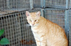 Call to euthanise feral cats as faeces leads to deaths of endangered seal species