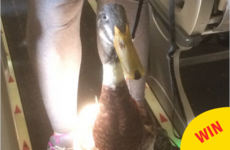 This guy had an 'emotional support duck' on his flight and it was strangely adorable