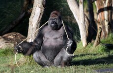 David Attenborough wants us to use peepholes to look at gorillas in zoos