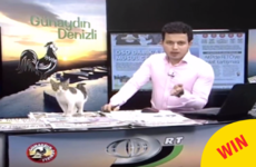 A stray cat crashed a live TV show but the presenter carried on like an absolute pro