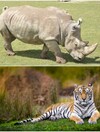 Humans are hunting 300 mammal species to the brink of extinction for meat, says new global report