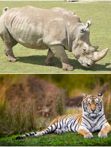 Humans are hunting 300 mammal species to the brink of extinction for meat, says new global report