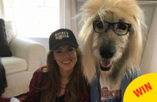 This woman and her dog just won Halloween, so everyone else can stop trying