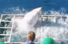 Man who was in metal cage that shark broke into still thinks they're 'beautiful and cute'