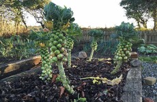 Brussels sprouts are either the devil's spawn or a vital part of a healthy winter diet