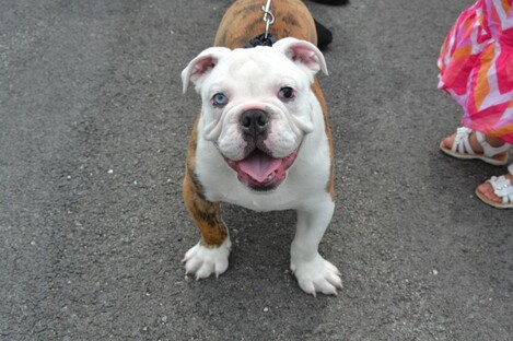 Bulldogs: dangerous when armed.