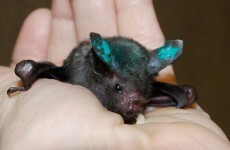 The cutest little... bat: check out this orphaned short-tailed fruit bat