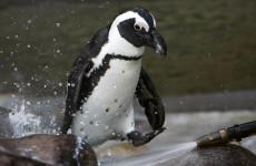 Toronto zoo's 'gay penguin' gets a girlfriend
