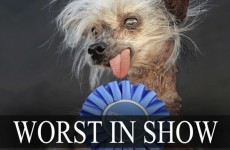 Worst in Show: Some seriously mutt-ugly dogs