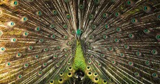 Nat Geo photo competition gives us a glimpse of a strange, alluring world