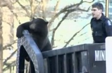 Watch: Black bear hitches a ride on Canadian rubbish truck