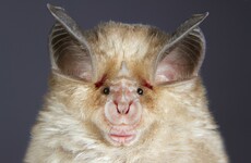 Irish plastic surgeon and bat expert have teamed up to find the cause of cleft palate in humans