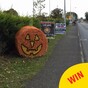 These adorable pumpkin bales of hay have been popping up in Cavan